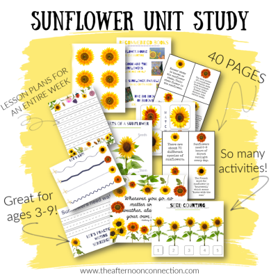 SunflowerUnitStudypIc2-1024x1024